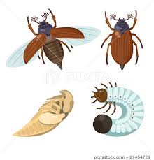 Attēlu rezultāti vaicājumam “Melolontha hippocastani imago”