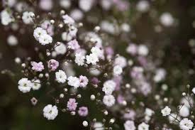 Attēlu rezultāti vaicājumam “Gypsophila paniculata”