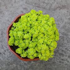 Attēlu rezultāti vaicājumam “Sedum hispanicum”
