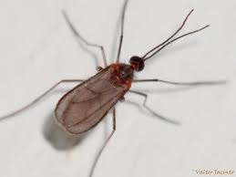 Attēlu rezultāti vaicājumam “Cecidomyiidae”