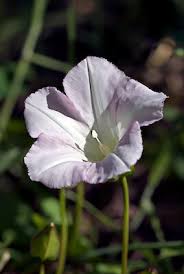 Attēlu rezultāti vaicājumam “Calystegia sepium flower”