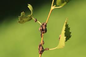 Attēlu rezultāti vaicājumam “Kleidocerys resedae imago”