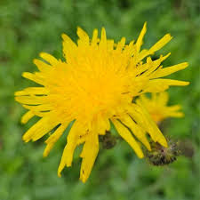 Attēlu rezultāti vaicājumam “Sonchus arvensis subsp. uliginosus flower”