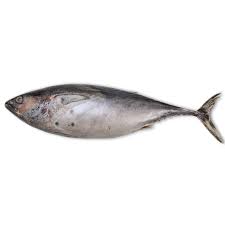 Image result for Euthynnus affinis