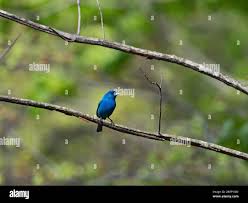 Image result for Passerina cyanea