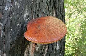 Attēlu rezultāti vaicājumam “Fistulina hepatica”