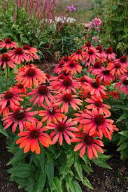 Image result for roter Sonnenhut