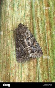 Attēlu rezultāti vaicājumam “Thalpophila matura”