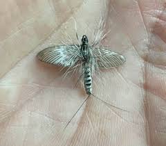 Attēlu rezultāti vaicājumam “Siphlonurus male”