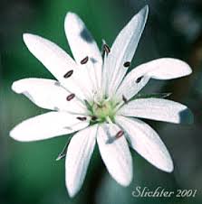 Attēlu rezultāti vaicājumam “Stellaria longifolia flower”