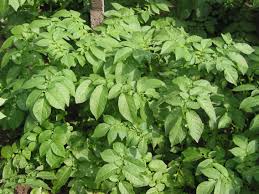 Attēlu rezultāti vaicājumam “Solanum tuberosum leaf”