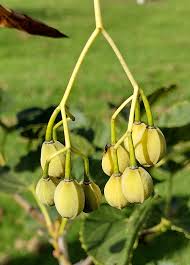 Attēlu rezultāti vaicājumam “Tilia tomentosa fruit”