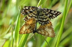 Attēlu rezultāti vaicājumam “Ematurga atomaria”