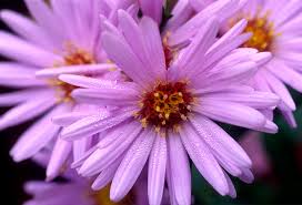 Image result for Aster novi-belgii