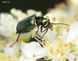 Attēlu rezultāti vaicājumam “Malachius bipustulatus”