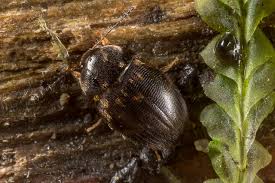 Attēlu rezultāti vaicājumam “Leiodidae”