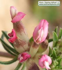 Image result for Anthyllis vulneraria rubra