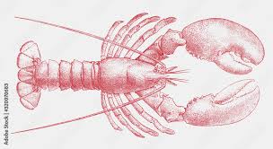Image result for Homarus americanus