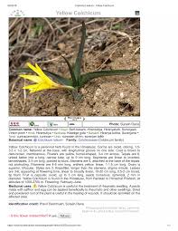 Attēlu rezultāti vaicājumam “Colchicum luteum flower”