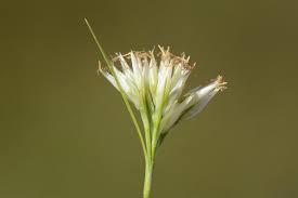 Attēlu rezultāti vaicājumam “Rhynchospora alba flower”