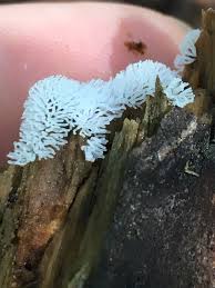 Attēlu rezultāti vaicājumam “Ceratiomyxa fruticulosa sessile”