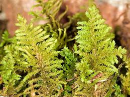 Attēlu rezultāti vaicājumam “Thuidium”