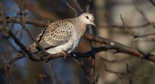 Attēlu rezultāti vaicājumam “Claustria didermoides”