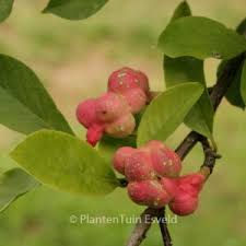 Attēlu rezultāti vaicājumam “Magnolia kobus fruit”