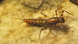 Attēlu rezultāti vaicājumam “Ephemeroptera”