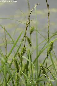 Attēlu rezultāti vaicājumam “Carex atherodes”