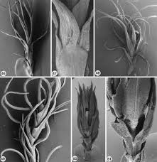 Attēlu rezultāti vaicājumam “Dicranella heteromalla sporophyte”