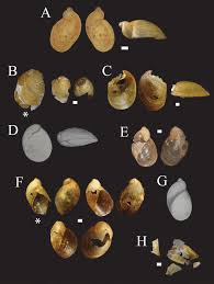 Attēlu rezultāti vaicājumam “Succinea”