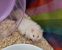 Afbeeldingsresultaat voor hamsters