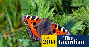 Image result for Small Tortoiseshell