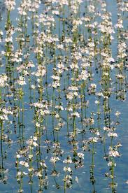 Attēlu rezultāti vaicājumam “Hottonia palustris fruit”