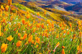 Attēlu rezultāti vaicājumam “Eschscholzia californica”