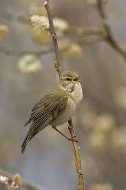Attēlu rezultāti vaicājumam “Phylloscopus trochilus”