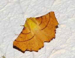 Attēlu rezultāti vaicājumam “Ennomos alniaria”