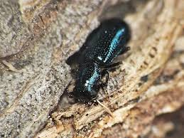 Attēlu rezultāti vaicājumam “Necrobia violacea”