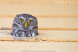 Attēlu rezultāti vaicājumam “Glaucidium passerinum”