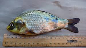 Attēlu rezultāti vaicājumam “Carassius auratus”