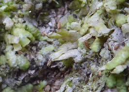 Attēlu rezultāti vaicājumam “Radula complanata sporophyte”