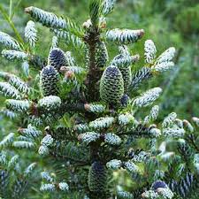 Attēlu rezultāti vaicājumam “Abies koreana”