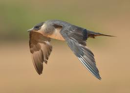 Attēlu rezultāti vaicājumam “Stercorarius parasiticus”