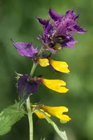 Attēlu rezultāti vaicājumam “Melampyrum nemorosum”