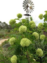 Attēlu rezultāti vaicājumam “Viburnum opulus flower”