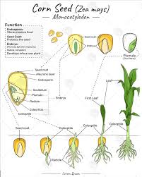 Attēlu rezultāti vaicājumam “Zea mays”