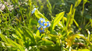 Attēlu rezultāti vaicājumam “Myosotis laxa subsp. baltica”