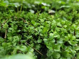 Attēlu rezultāti vaicājumam “Mnium stellare”