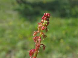 Attēlu rezultāti vaicājumam “Rumex acetosa bud”
